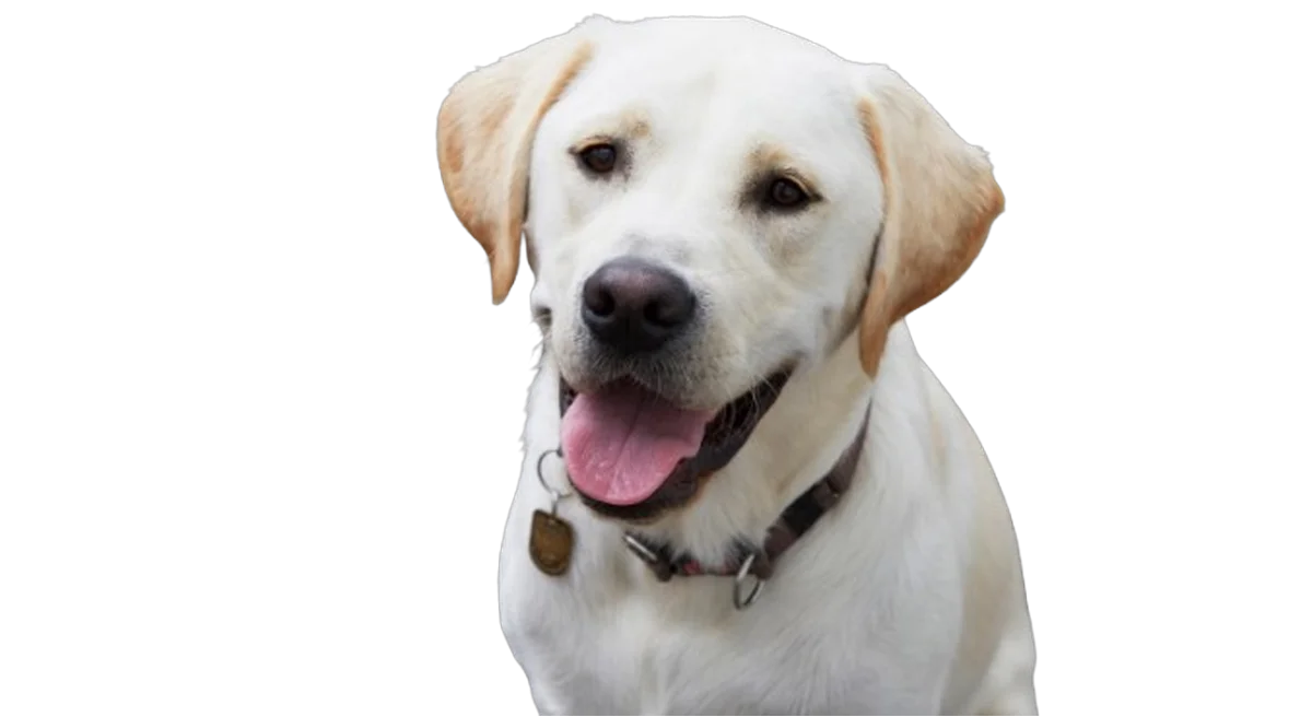 Pet - Cutout