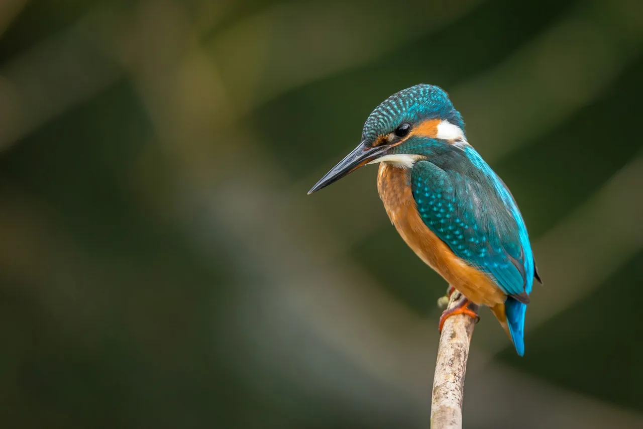 Bird 4× upscaled